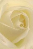 In this gentle composition, the heart of a cream-white rose draws you close, inviting you to experience the soft, spiraling layers that define both its beauty and its emotional depth. The creamy and pale ivory petals glow under the kind of muted light you'd find on a peaceful morning in Forest Hill, with delicate shadows weaving between the folds and creating a sense of serene intimacy. The texture, so fine and matte, whispers of careful curation-the work of a florist who knows every nuance of their art and every corner of their neighborhood. This rose exudes a quiet power, ideal for expressing sympathy, admiration, or marking a fresh start in the lives of families from Honor Oak Road to Perry Rise. Its fragrance-a faint, clean sweetness-hovers just on the edge of perception, comforting and warm. Each swirl and gentle transition of light and color tells a story of memory and hope, echoing the thoughtful gestures exchanged between friends and families throughout Forest Hill. More than just a bloom, it's an artistic expression of local connection, trust, and heartfelt care.